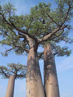 Baobabs Autors: raiboo Savvana