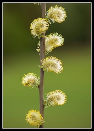  Autors: Stuffy Pūpolsvētdiena