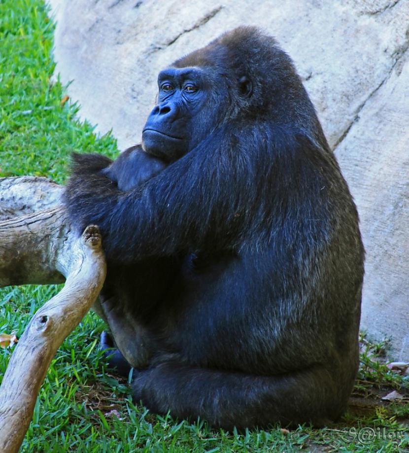 4vietagorilla Gorilla spēj... Autors: PankyBoy 10 spēcīgākās radības pasaulē