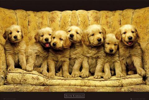  Autors: becinja golden retriever