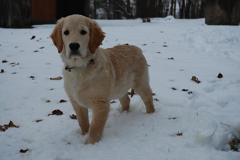  Autors: becinja golden retriever