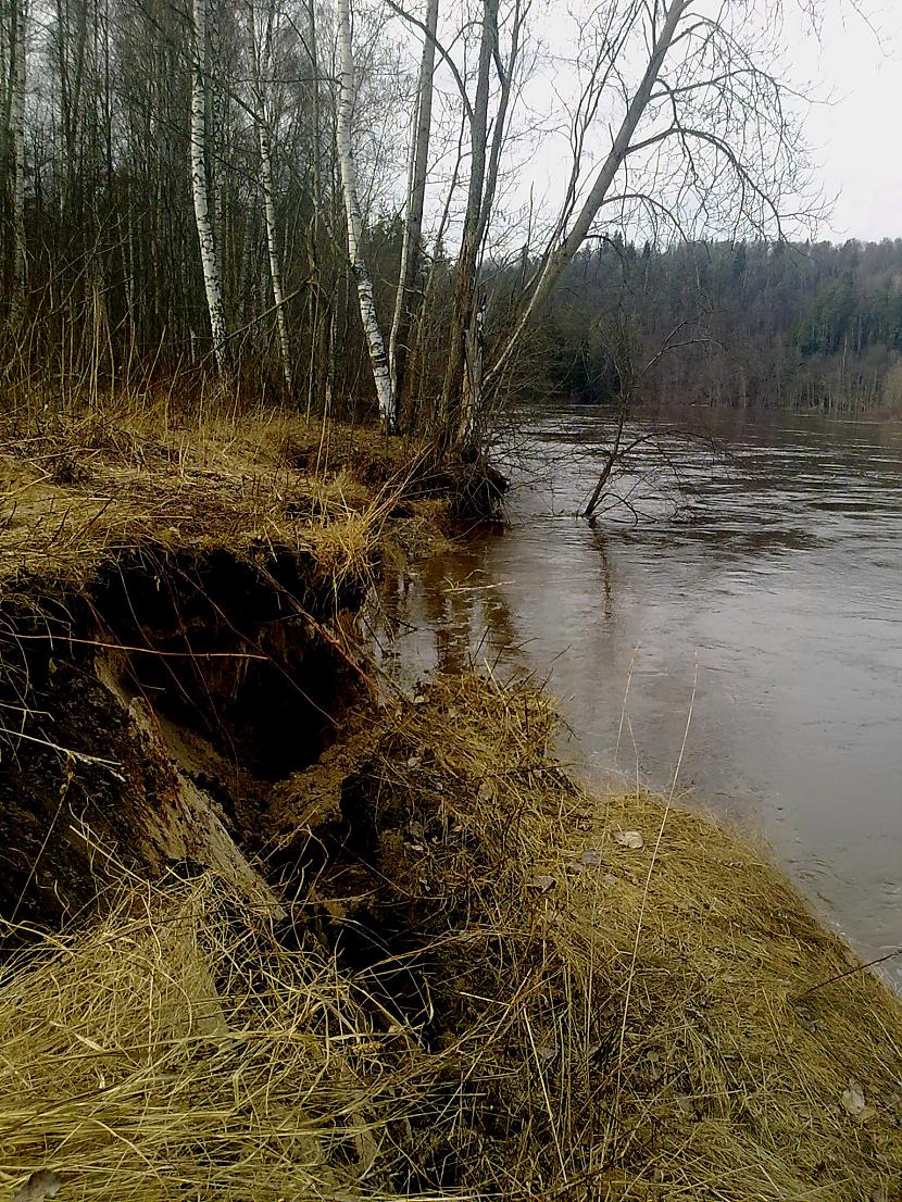  Autors: Pulkvede Bikiņj gar Gauju pabraukājām