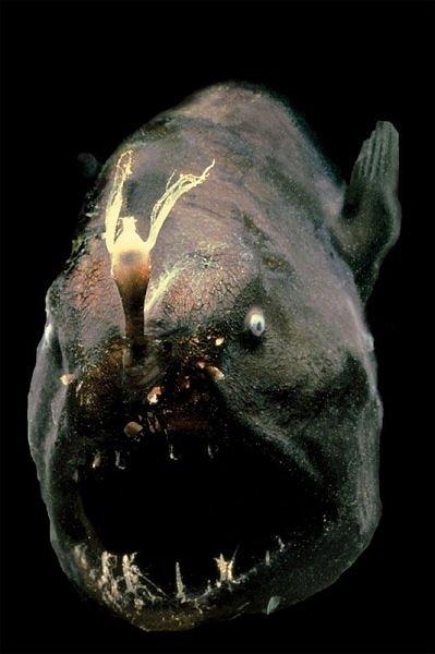 2 vieta Anglera zivs... Autors: BērziņšVainīgs Top 10 Pasaules Velnišķīgākās Zivis