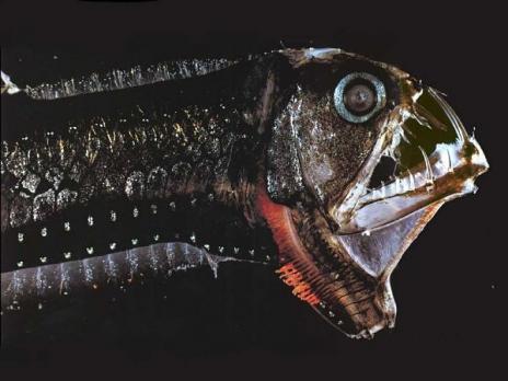  Autors: BērziņšVainīgs Top 10 Pasaules Velnišķīgākās Zivis