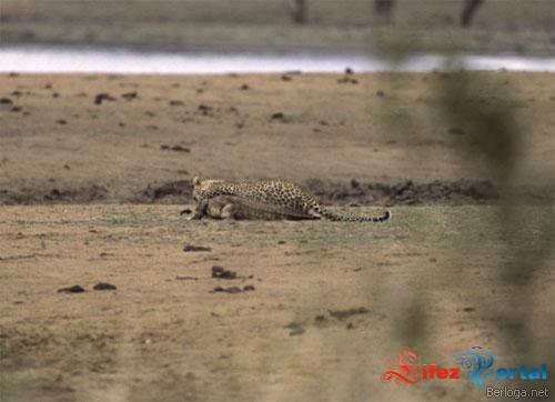  Autors: exe Titanu cina:leopards pret krokodilu.