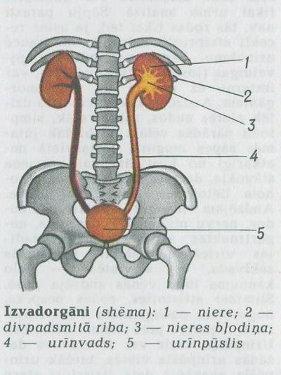 Urīnslat urina lt gr ūron ... Autors: augsina Par pee.