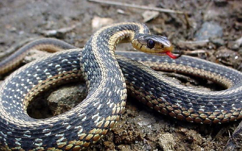 Čūskas lai iebiedētu... Autors: Abadins Dzīvnieki un bailes.