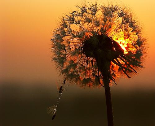 Love is like wareasy to begin... Autors: FireHawk La nit du chasseur.