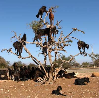 Kazaskas kāpj kokos Marokā... Autors: augsina Dīvainākās parādības pasaulē.