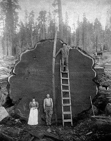 šis koks tika nozāģēts 1892... Autors: coldasice Interesanti fakti bildēs