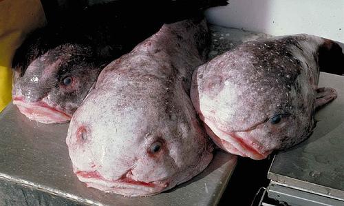 Blobfish  mājo dziļumākur... Autors: augsina Neizdomāti monstri.