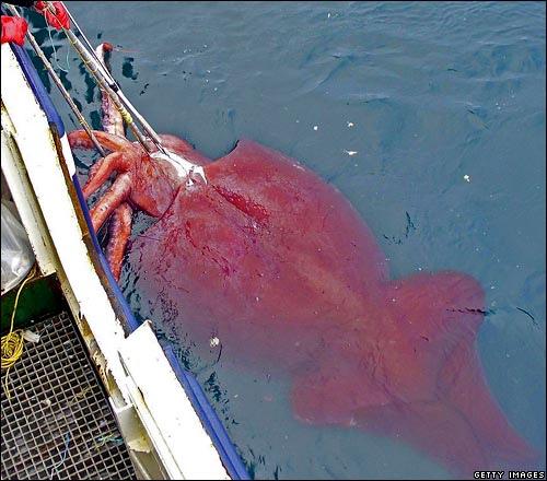 Okeāna sunfish ir smagākā... Autors: augsina Neizdomāti monstri.