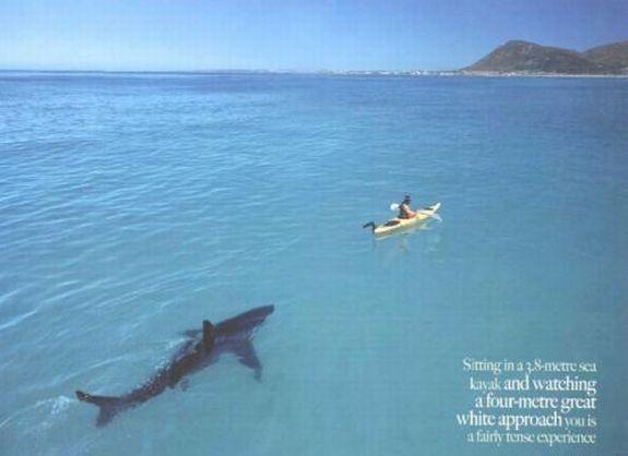 No viņas nevar tikt nekādīgi... Autors: Sportsmen Haizivs un cilvēka mīlestība.