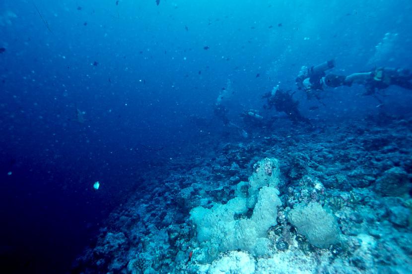 1Blue Corner Palau Mikronēzija... Autors: atili nirstam ūdeņos