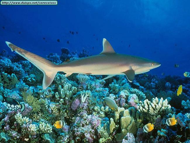 Great Barrier Reef Austrālija Autors: atili nirstam ūdeņos