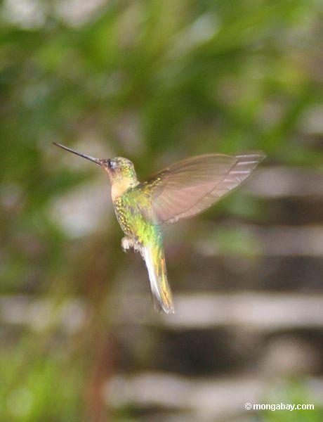 Kolibri ir vienīgie putni... Autors: Fosilija Fakti