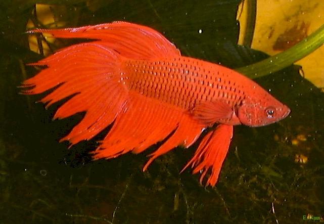  Autors: ilzeitja Gailītis - Betta splendens