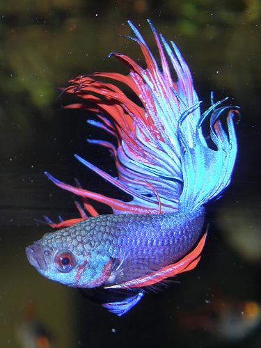  Autors: ilzeitja Gailītis - Betta splendens