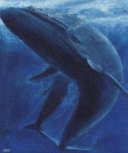 5 Zilais valis   Zilie vaļi... Autors: xzibit Top 10 visskaļākie trokšņi