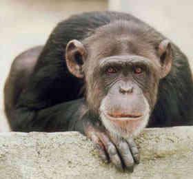 Šimpanzes ir vienīgais... Autors: DjOutlaw Vai Tu zināji? 2!