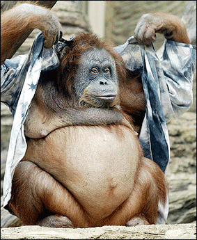 Orangutāni izrāda agresiju ar... Autors: DjOutlaw Vai Tu zināji? 2!