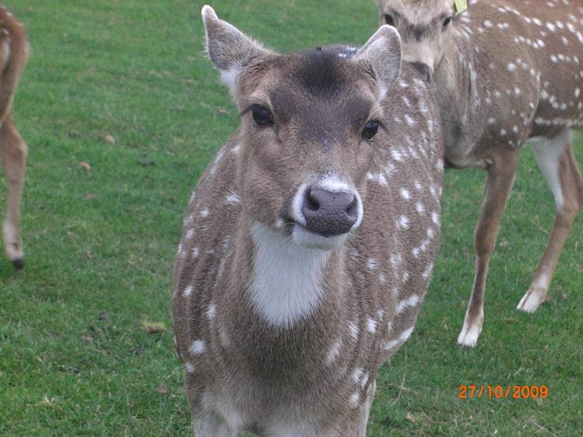  Autors: Espumisan Safari parks!