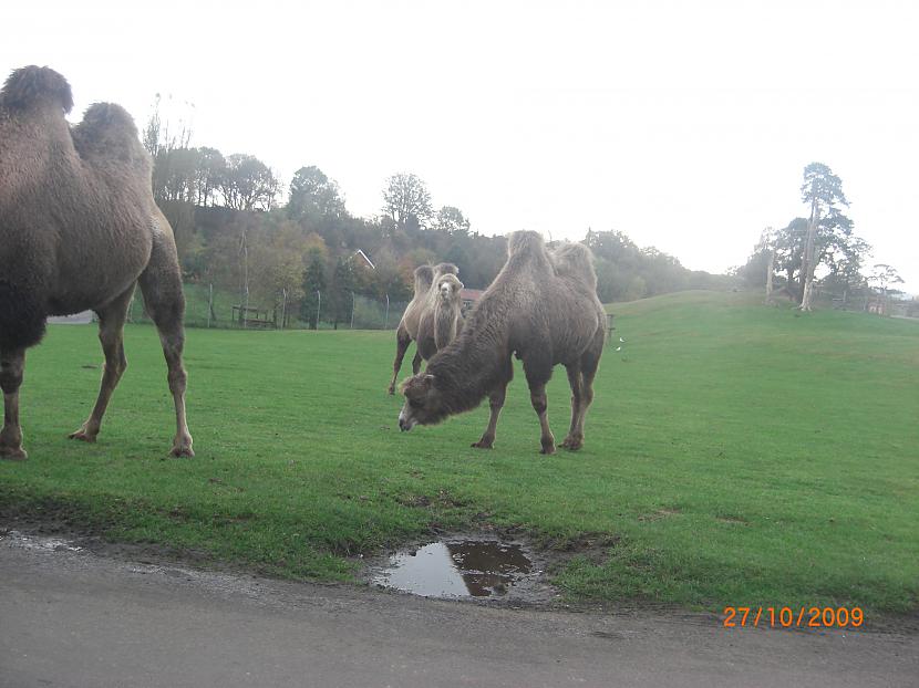  Autors: Espumisan Safari parks!