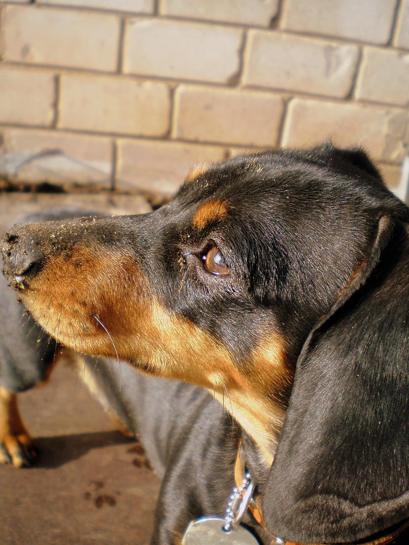  Autors: DogPeople Mani pēdējā laika darbi