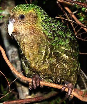 Kakapo  Arī ši salātzaļā putna... Autors: Fosilija Skaļākie dzīvnieki .