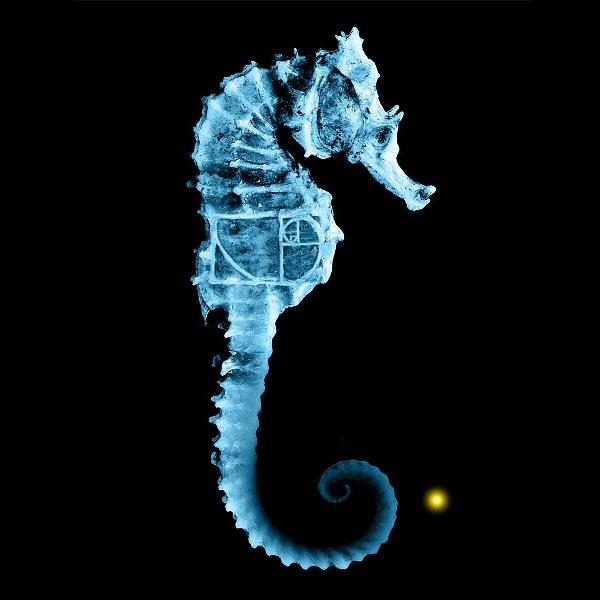 seahorse Autors: mandark91 Sauciet to kā gribiet. Man patīk...