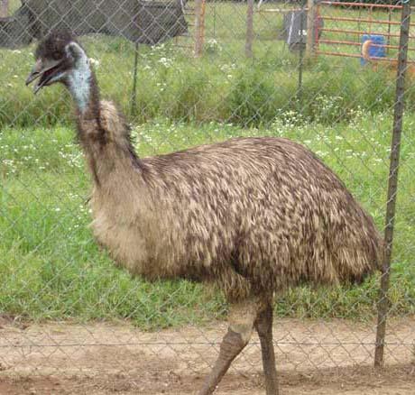 Emu nevar paiet atmuguriski Autors: JanisGr Fakti par dzīvniekiem