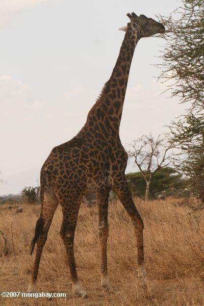 Žirafei ir augstākais... Autors: JanisGr Fakti par dzīvniekiem