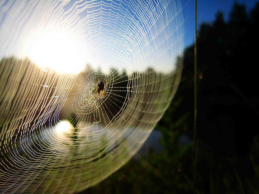 Ahhh dievīgi ir zirnekļa tīkli... Autors: Sad Pussy My Pics