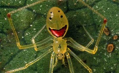 Laimīgās sejas zirneklis Bez... Autors: heh top 10 reti zirnekļi.