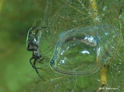 Argyroneta aquatica Visbiežāk... Autors: heh top 10 reti zirnekļi.