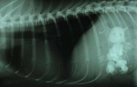 Šokējošs rentgena uzņēmums... Autors: lanetta Suns apēdis kaķi.