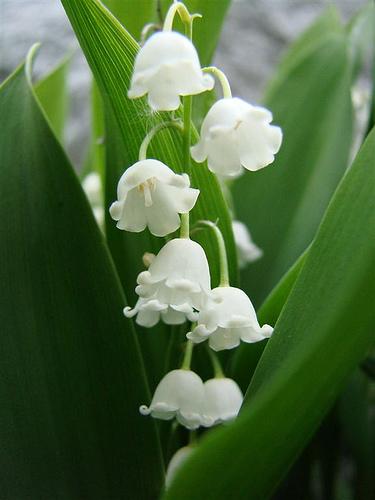 Nosaukums  Lily of the Valley... Autors: Bjaataa 16 skaistākie ziedi.