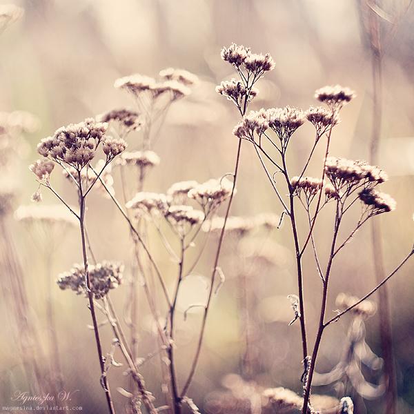 Baumas nomirst tad kad neviens... Autors: anny Beautiful, calm, soft and dreamy photography