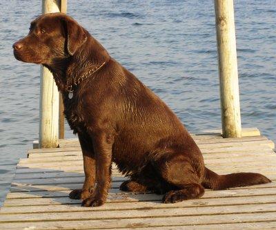  Autors: california Cilvēka labākais draugs - Labradors.