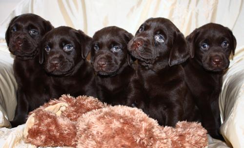  Autors: california Cilvēka labākais draugs - Labradors.