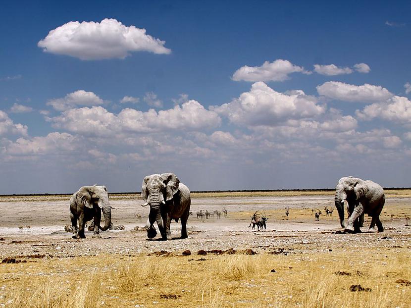 Ziloņi  Uzņemti Namībijā Autors: Thief Zemes seksīgākie iemītnieki