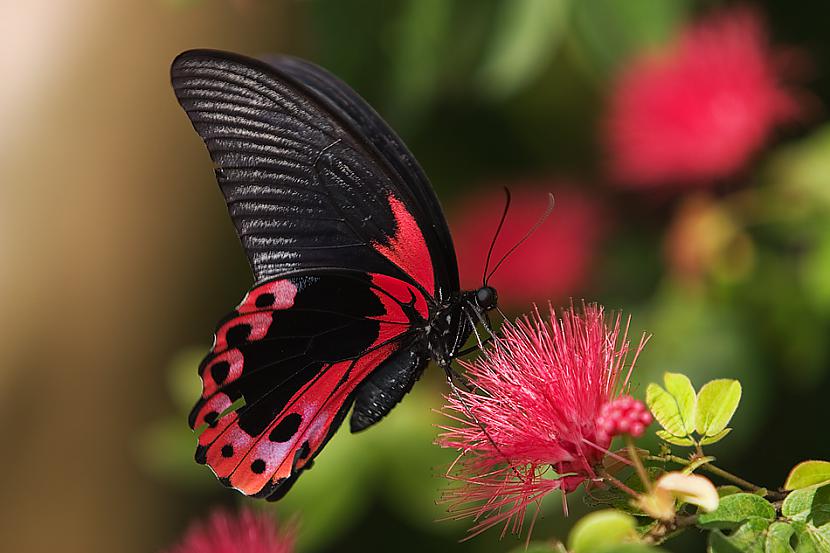 The butterfly is a flying... Autors: Fosilija Vizuāls terors