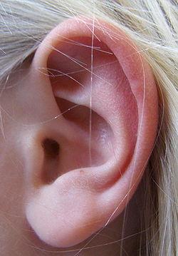 vismazākais kauls atrodas ausī... Autors: newSHTEKERS Fakti par cilvēku!