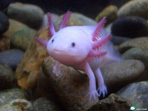8 Axolotl Autors: Sophs Dažas pasaules interesantākās radības.
