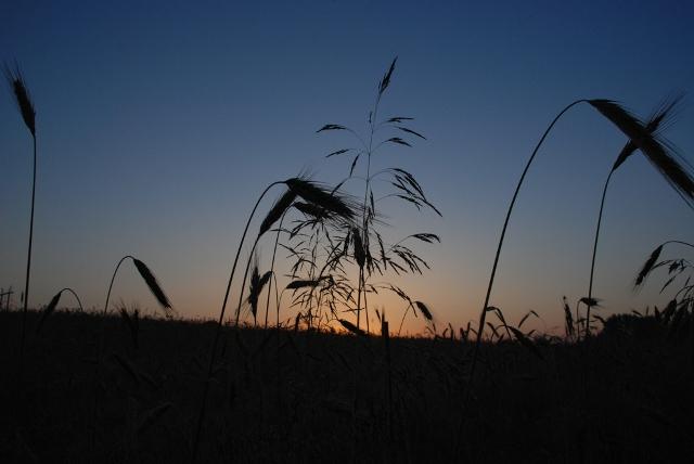  Autors: Ungus Viens agrs svētdienas rīts bildēs