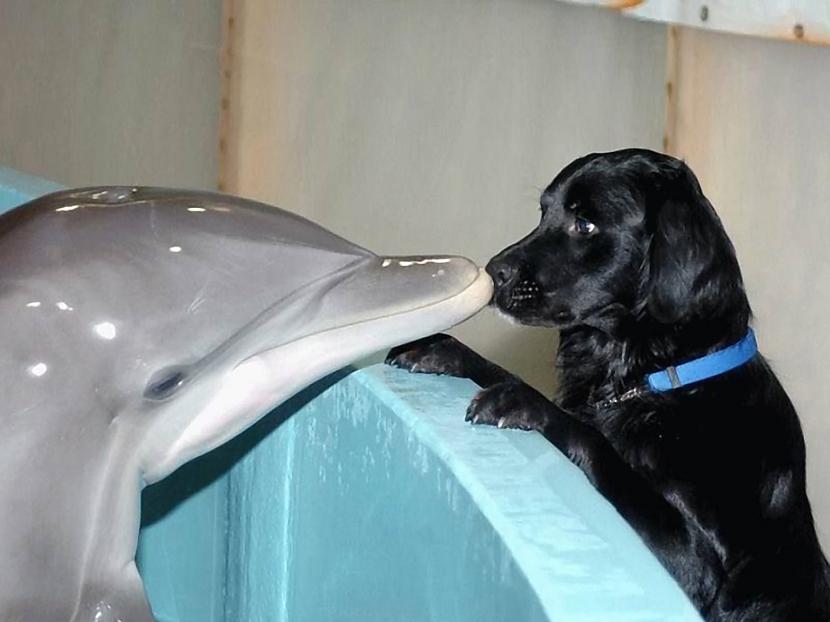 Arī veseliem cilvēkiem delfīni... Autors: IGuess Delfīnu terapija