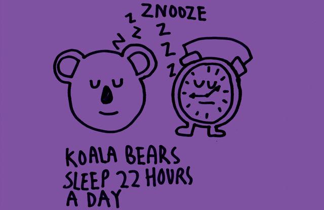 koala lācis guļ 22 stundas... Autors: OverDose interesanti fakti