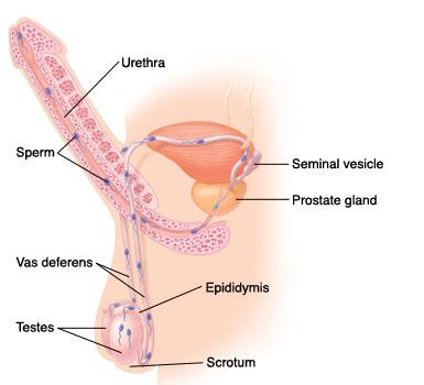 Vīrieša orgasms vidēji ilgst 6... Autors: Moonwalker Fakti par reproduktīvo sistēmu