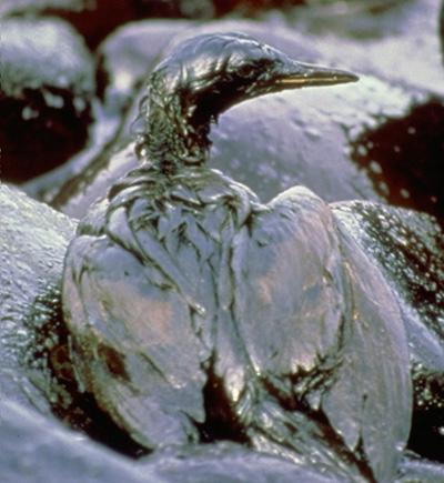 Exxon Valdez naftas noplūde... Autors: Caurums Exxon Valdez