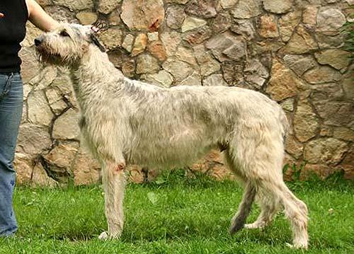 7vieta Īru vilku suns pasaulē... Autors: pauze 10 pasaulē dārgākie suņi